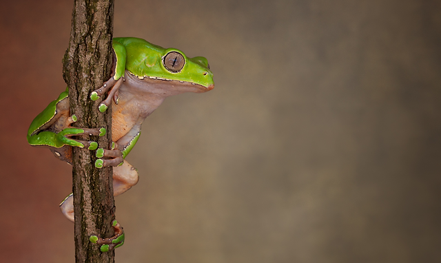 Kambo Costa Rica